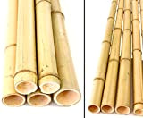 Cannes de Bambou Jaune moso, Blanchis, Comparatifs. 5–6,5 cm-Longueur : 150 cm