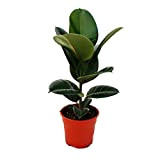 Caoutchouc - Ficus elastica"Robusta" - Pot de 17cm