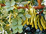 Caroubier, Ceratonia Siliqua, Arbre 10 graines (Evergreen)