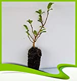 Castanea Sativa (châtaignier) - Plante
