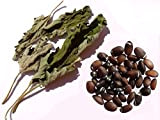 Cataire 150 graines - SEM05 + Echantillon plant sécher - Nepeta Cataria - Catnip - (Herbe à Chats)