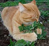 Cataire 250 graines Nepeta Cataria Cultivez votre propre plaisir chat D74