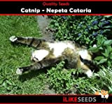 Cataire Nepeta Cataria 150 graines Jardin minimum de fleurs aux herbes. Chats adore!