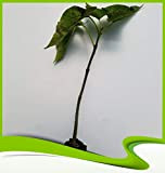 Catalpa speciosa (Catawba-Tree) - Plante