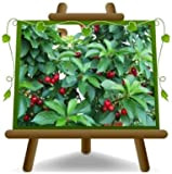 Cerisier nain autofertile Fruits anciens Arbres fruitiers Hauteur: 70-90 cm Âge: 2 années Pot: 20 cm