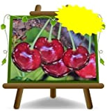 Cerisier nain tardif Ravenne Plantes naines Fruits anciens Arbres fruitiers Hauteur: 150~170 cm Âge: 4 années Pot: 26 cm