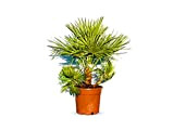 Chamaerops Humilis – Palmier nain européen – Palmier à feuilles persistantes résistant à l'hiver – 80 cm de haut avec ...