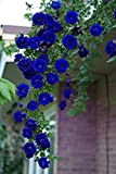 ChinaMarket 100pcs bleu roses grimpantes Graines, plantes grimpantes, Chine Graines de fleurs Graines de fleurs