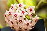 ChinaMarket Hoya Graines, Hoya Carnosa fleurs en pot plantes de Orchid Seed Seeds 100 Pièces/Paquet