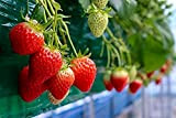 CHTING 200Pcs Rouge Fraise Graines Vivaces Escalade Fruits Doux Juteux pour L'extérieur Jardin Plantation Naturel Croissance Adaptable