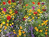 Cioler Seed House - Graines de fleurs sauvages rares Mélange de fleurs Mélange amical pour les abeilles et les abeilles