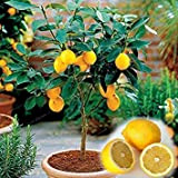 . Citron délicieux Fruits Bio Potted taux de Survie élevé de Fruits citronnier pour Jardin des Aliments sains 10Pcs