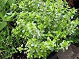 Citron thym herbes Graines 200sesds / sac semences biologiques végétales Thym Citron Mosquito Repelling rampantes 4
