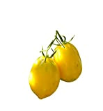 Citron Tomate - Prune Citron - 10 graines - Très robuste - * DE RUSSIE *