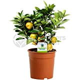 Citrus Calamondin – 1 x Oranger d'Appartement pour la Maison ou le Bureau en Pot