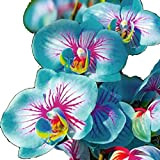 Clenp 100 Morceau/Sac Graines de fleurs Premium, Phalaenopsis Semences Aromatiques Cymbridium Plantes Orchidées Pérenniales Graines Fleur Graines Maison et jardin ...