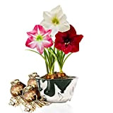 Collection de bulbes d'amaryllis Budget, 3 bulbes grand format 26/28, Mélange exclusif de plantes et de fleurs de Hollande, Véritables ...