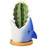 colmanda Pot de Plantes Céramique, Animal Succulentes Pots Cactus Succulente Plante Pot, Décoration Pot Plante Intérieur pour Bureau, Maison - ...