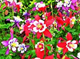 Columbine Fleur Vivaces Mélange Graines-30 pcs pour Maison Jardin Cour Extérieure Ferme Plante Aquilegia Viridiflora