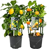 Combo Citronnier et Oranger Agrumes Frais d’intérieur en pot 12 cm
