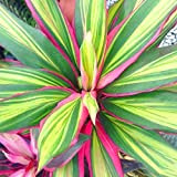 Cordyline Kiwi - Plante d'Intérieur Colorée en Pot | Épinard Hawaïen de 30 à 40 cm