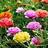Couleur mixte Moss-Rose Purslane Double Flower Seeds 100+ Portulaca grandiflora Moss Rose Ground Cover Plant Seed