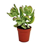 Crassula Arborescens Plante moyenne en pot de 8,5 cm