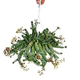 Crassula"Hottentot" 14cm, Crassula rupestris marnieriana, lampe suspendue