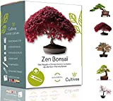 CULTIVEA® Mini Kit Prêt à Pousser Bonsai – Graines 100% Écologiques - Jardinez et décorez - Idée Cadeau (Red Mapple, ...