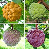 CUSHY Lot de 10 graines de bonsaï Graviola, Annona Muricata, Fruits Fruits, Plantes fruitiers pour la Maison de Jardin : ...