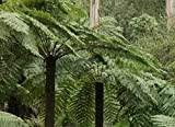 Cyathea australis 100 spores