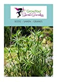 Cyperus alternifolius - Papyrus 20 Graines - plante vivace