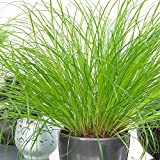 Cypérus Zumula - Herbe à chat | Plante compacte à feuilles persistantes | Plante d'intérieur 20-30cm