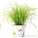 Cypérus Zumula - Herbe à chat | Plante d'intérieur adaptée aux chats (20-30 cm, pot inclus)