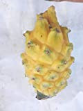 De haute qualité nouvelle 2014 Facile grandir blanc jaune rouge trois sortes de dragons graines de fruits graines de pitaya ...