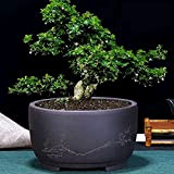 Décoration Bonsai flowerpot céramique rond de gros bonsai pot plante verte pot de tambour style chinois style chinois bassin plante ...