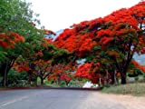 Delonix Regia royale Poinciana Flamboyant Flame Tree Graines Fleurs rouges tropiques