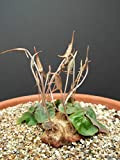 Dorstenia barnimiana @ J @ plantes succulentes rares Caudex semences caudiciforme 15 graines exotique