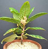 Dorstenia CUSPIDATA caudex rare exotique Afrique caudiciforme graines de bonsai 50 graines