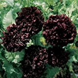 Double Pivoine noire gothique Bloom pavot annuel 50 + Graines