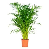 Dypsis Lutescens - Palmier Dorés - Plante d'intérieur - Entretien facile – ⌀21 cm - ↕100-110 cm