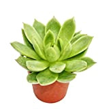 Echeveria agavoides - petite plante en pot de 5.5cm