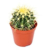Echinocactus Grusonii – Coussin de belle-mère – Pot de 8,5 cm