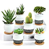 EKKONG Pot Succulentes Petit Pot Cactus Lot de 6 Glaçure Flocon de Neige 6.2cm Mini Pot de Fleur avec Plateau ...