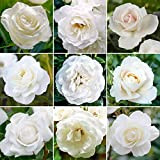 Élégant Rosier Blanc en pot | Rosiers de jardin haut de gamme avec fleurs colorées en été