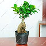 En soldes ! Salon Evergreen Banyan Tree Seed Chambre Ficus Ginseng Mini Ficus Microcarpa Jardin Décoration Bonsia plantez des graines ...