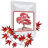 Erable japonais rouge Graines de Bonsaï/env.20 pièces/A.palmatum/cultivable comme bonsaï ou arbre