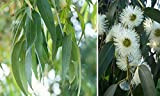 Eucalyptus bleu - 100 graines fraîches - Eucalyptus globulus
