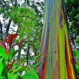 Eucalyptus deglupta Mindanao gomme RAINBOW TREE frais 50+ Graines