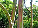 Eucalyptus deglupta RAINBOW EUCALYPTUS GRAINES arbre!